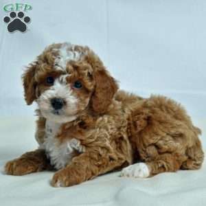 Jem, Miniature Poodle Puppy